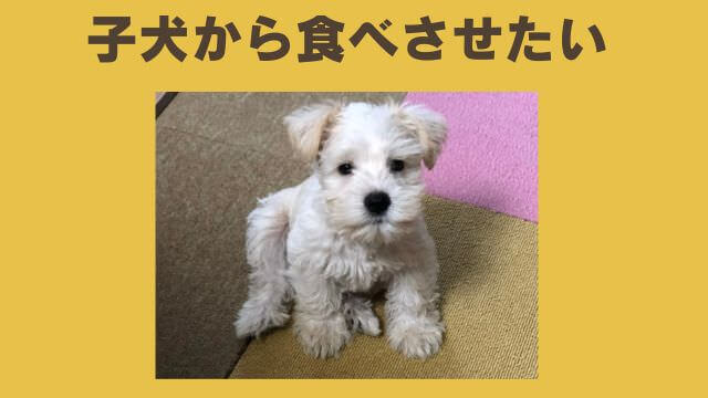 モグワンドッグフードとペロリコライト