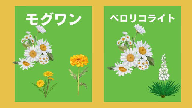 モグワンドッグフードとペロリコライト