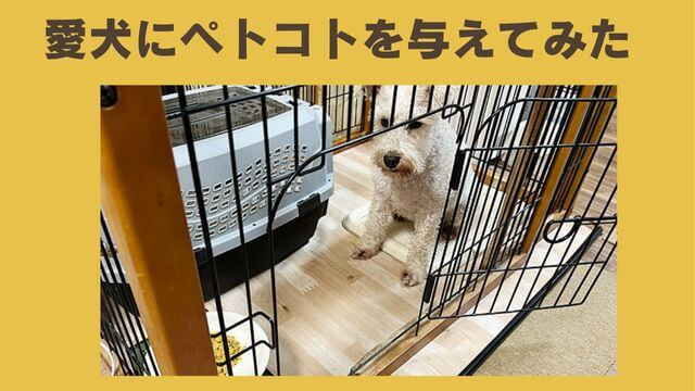 ペトコトフーズ