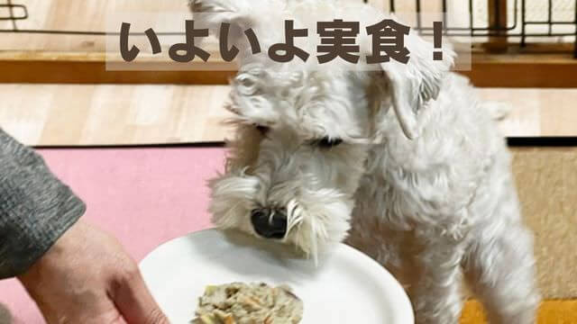 ペトコトフーズ