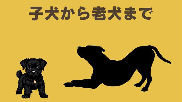 ペトコトフーズ