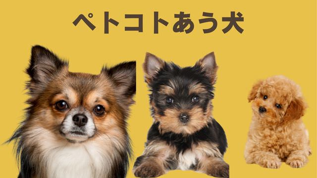 ペトコトフーズ