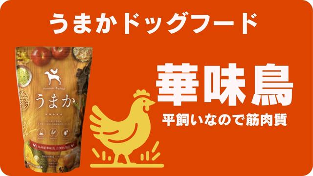 おすすめドッグフードランキング