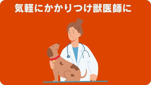 ドッグフードランキング