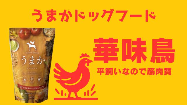 子犬用ドッグフードランキング