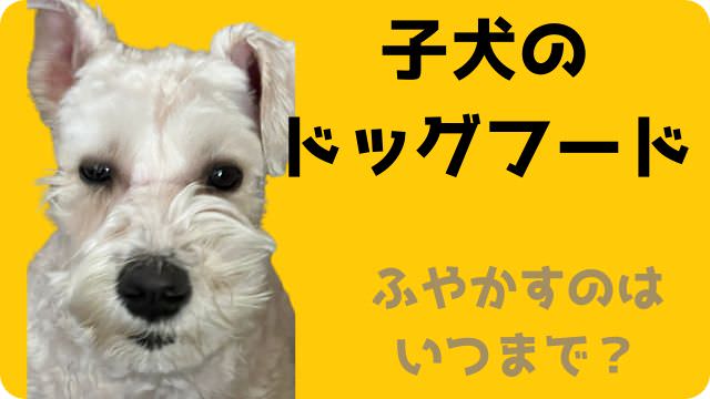 子犬用ドッグフードランキング
