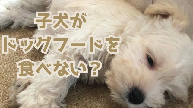 子犬用ドッグフードランキング