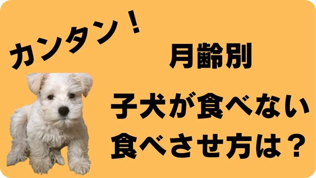 子犬がご飯を食べない