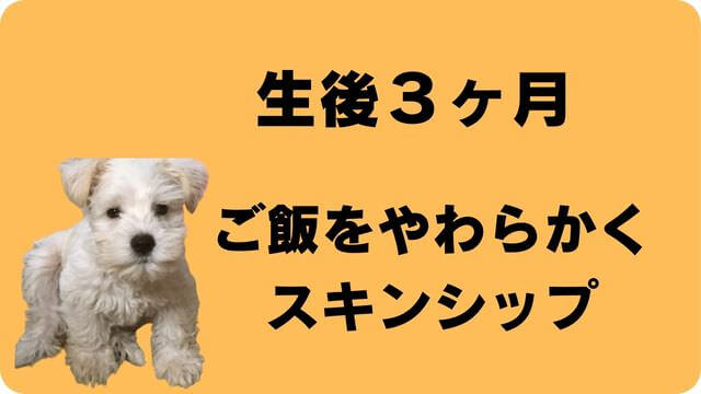 子犬がご飯を食べない