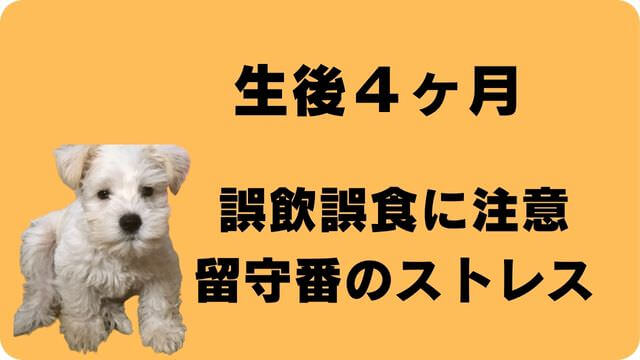 子犬がご飯を食べない