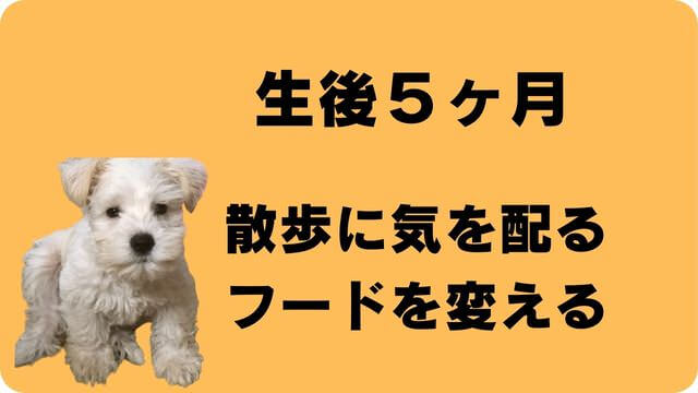 子犬がご飯を食べない