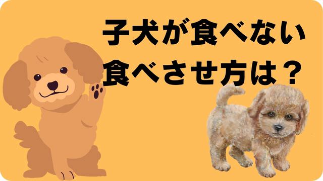 子犬がご飯を食べない