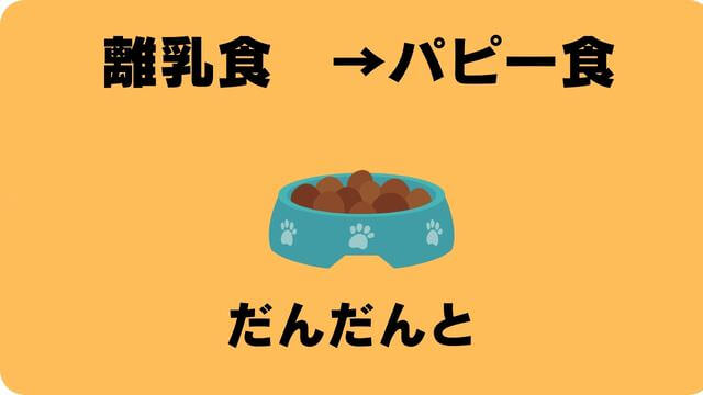 子犬がご飯を食べない