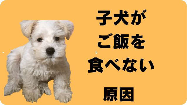 子犬がご飯を食べない