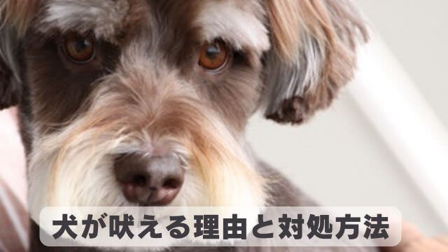 犬が吠える理由