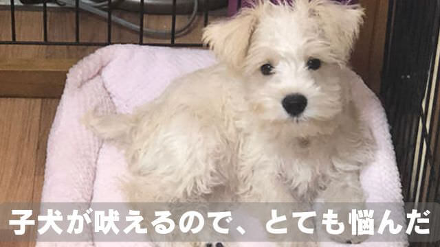 犬が吠える理由