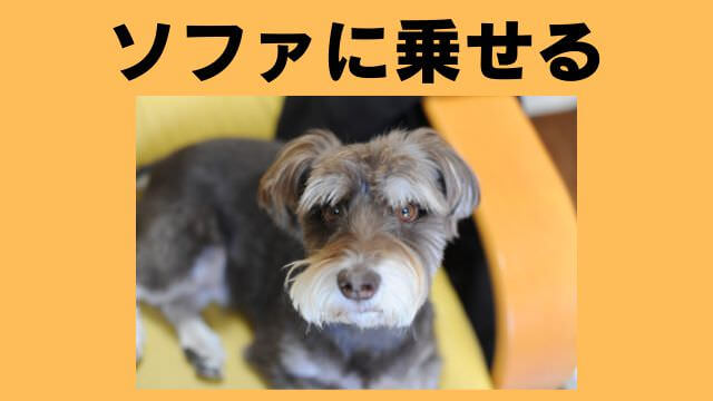 犬の主従関係をチェック