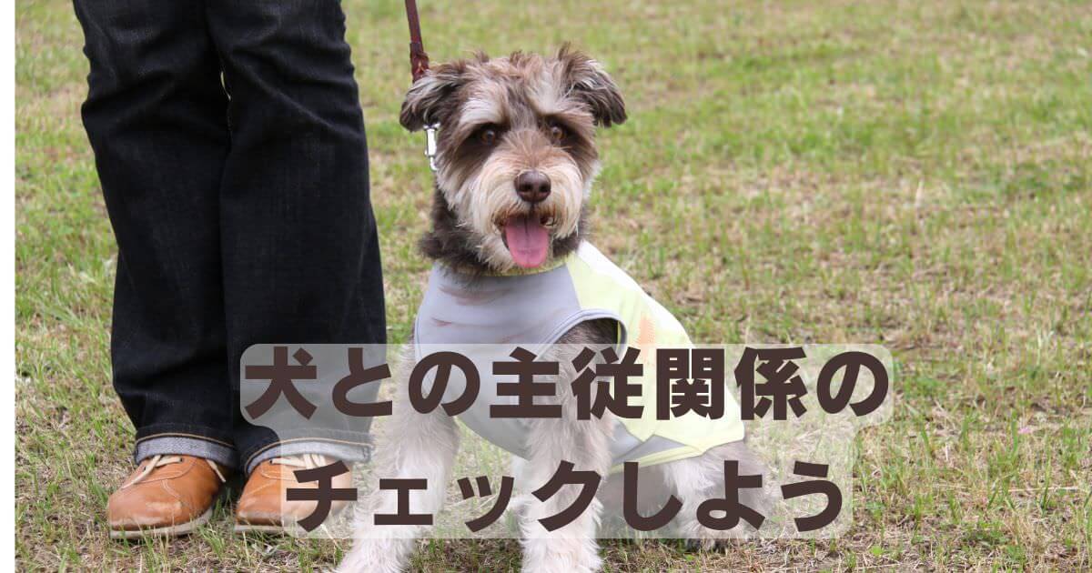 犬との主従関係チェック