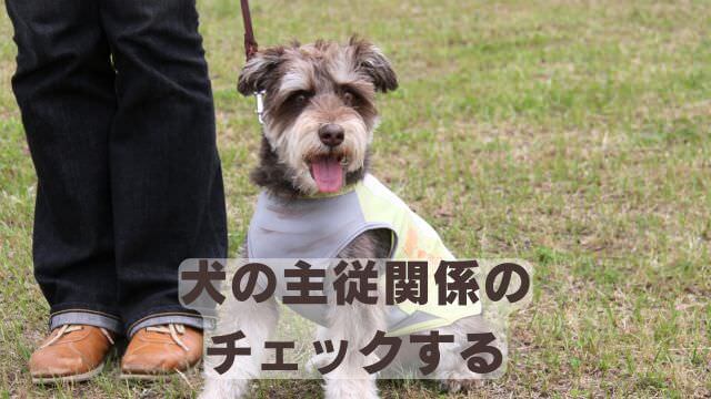 犬の主従関係をチェック