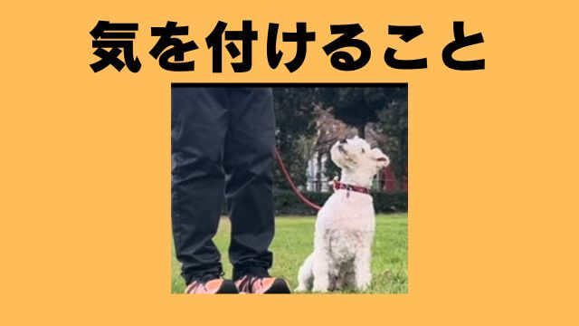 犬との主従関係チェック