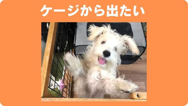 犬の要求吠え
