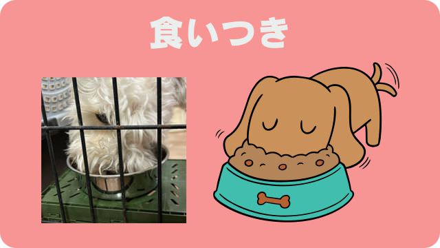 シニアドッグフード