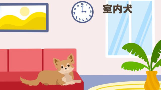 カナガンドッグフードサーモンと無駄吠え対策しつけプラス