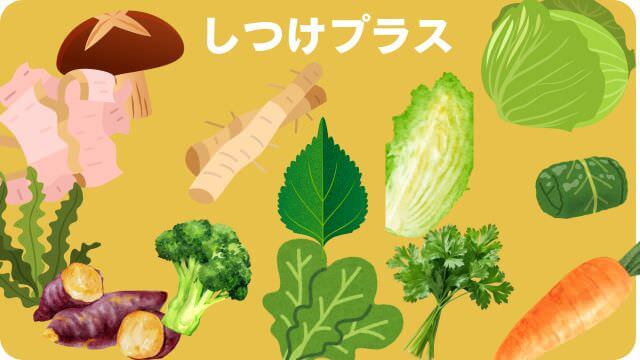 しつけプラスとエッセンシャルドッグフード