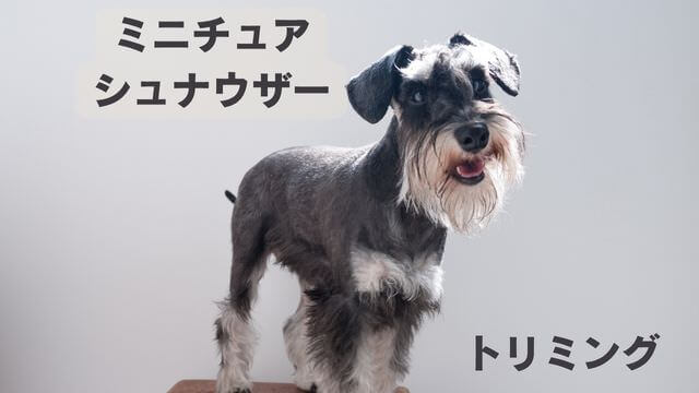 ミニチュアシュナウザー のトリミング