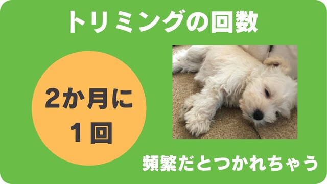 ミニチュアシュナウザー のトリミング