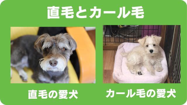 ミニチュアシュナウザー のトリミング