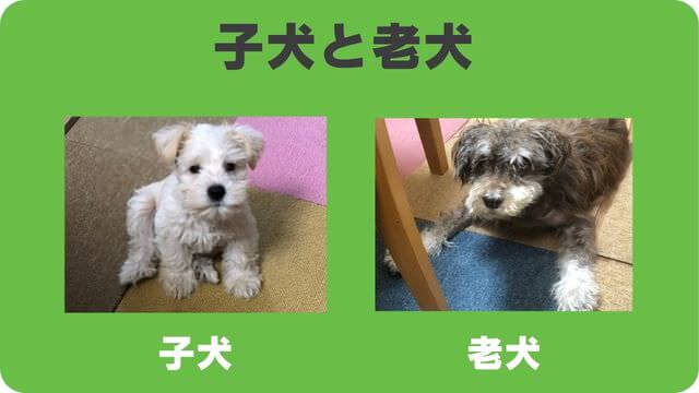 ミニチュアシュナウザー のトリミング