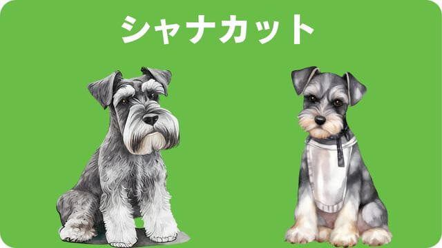 ミニチュアシュナウザー のトリミング