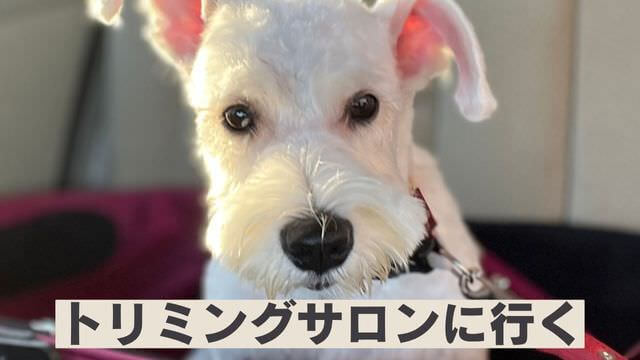 ミニチュアシュナウザー のトリミング