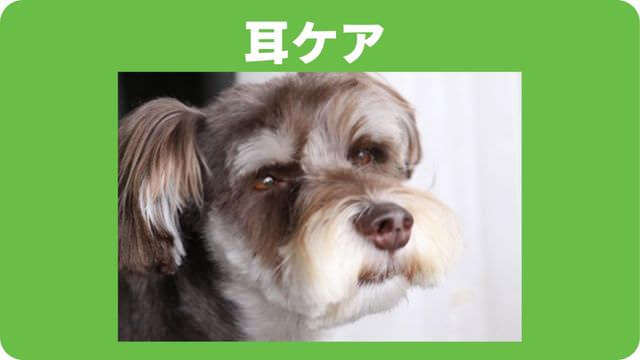 ミニチュアシュナウザー のトリミング
