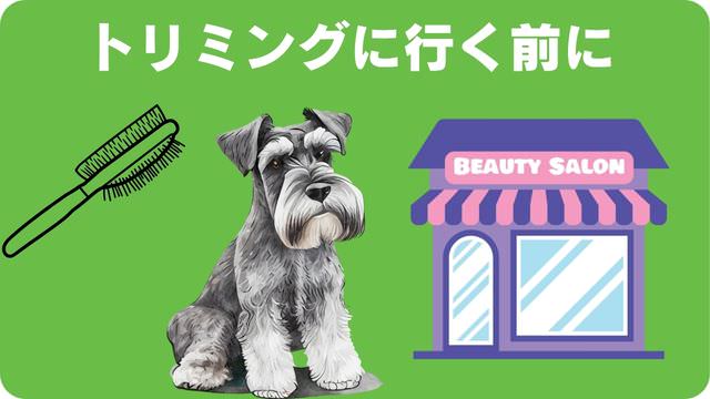 ミニチュアシュナウザー のトリミング