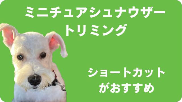 ミニチュアシュナウザー のトリミング