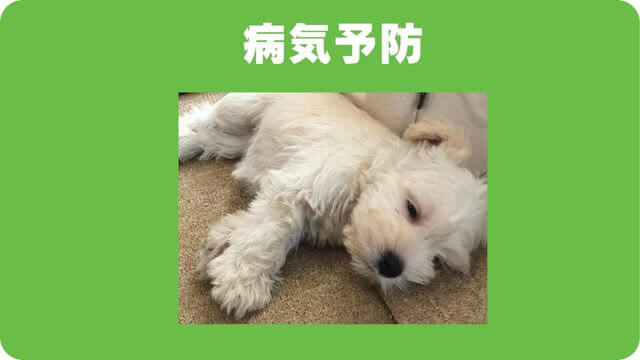 ミニチュアシュナウザー のトリミング