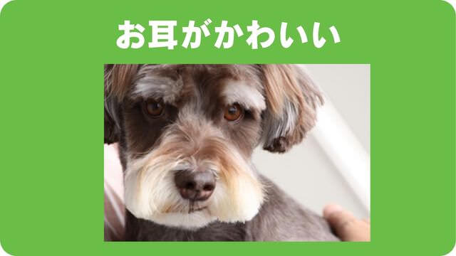 ミニチュアシュナウザー のトリミング