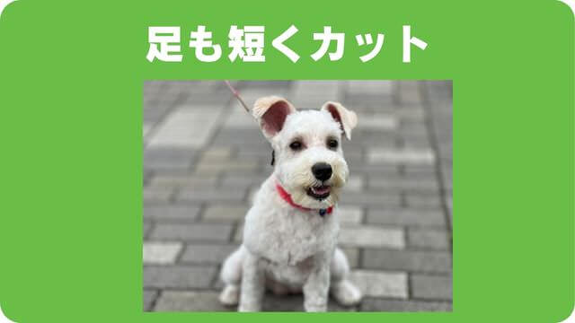 ミニチュアシュナウザー のトリミング
