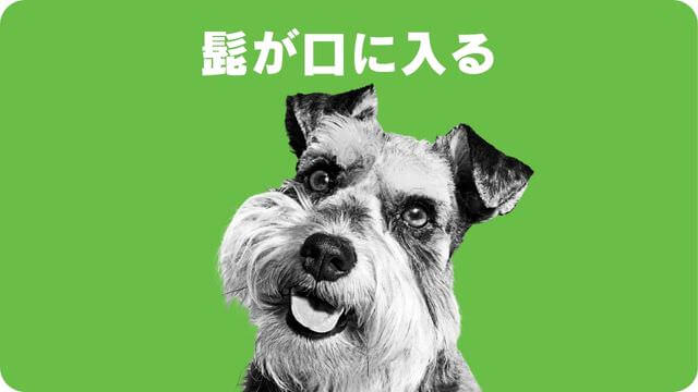 ミニチュアシュナウザー のトリミング