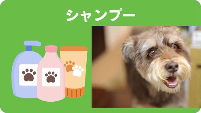 ミニチュアシュナウザー のトリミング