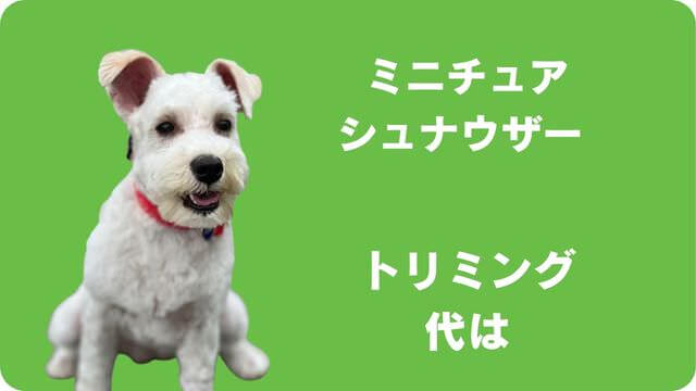 ミニチュアシュナウザー のトリミング