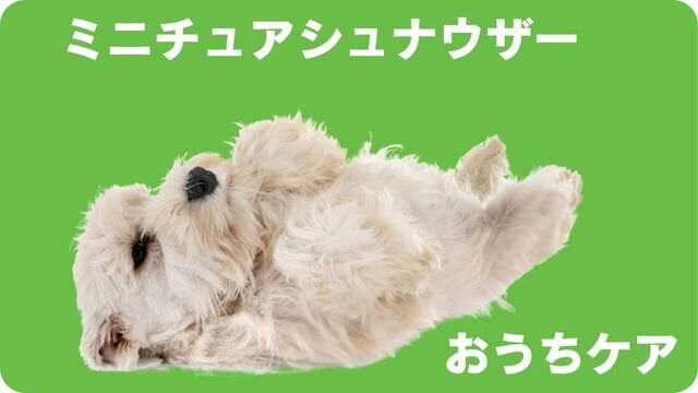 ミニチュアシュナウザー のトリミング