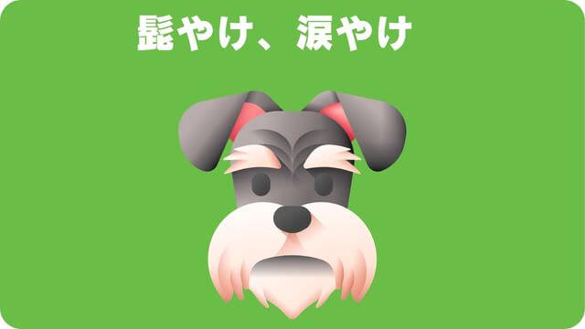 ミニチュアシュナウザー のトリミング