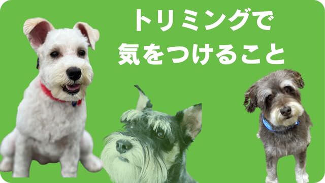 ミニチュアシュナウザー のトリミング