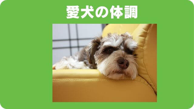 ミニチュアシュナウザー のトリミング