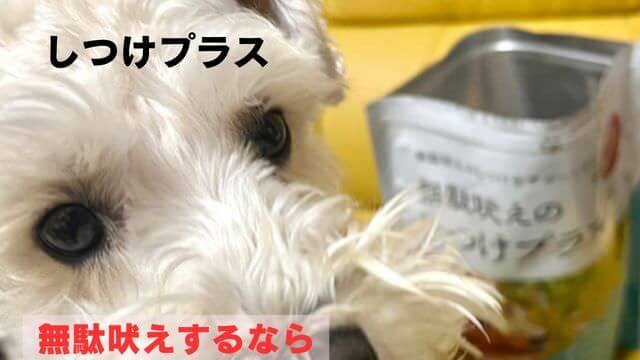 ミニチュアシュナウザー ドッグフード
