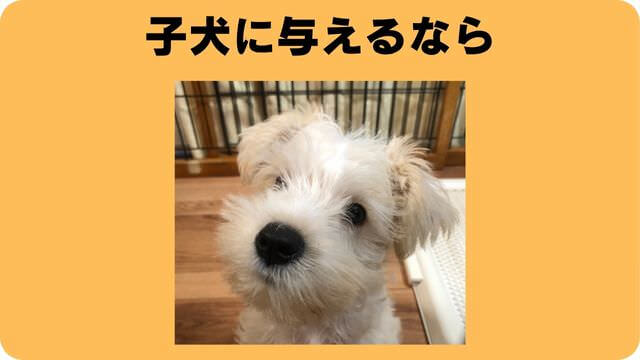 ミニチュアシュナウザー ドッグフード