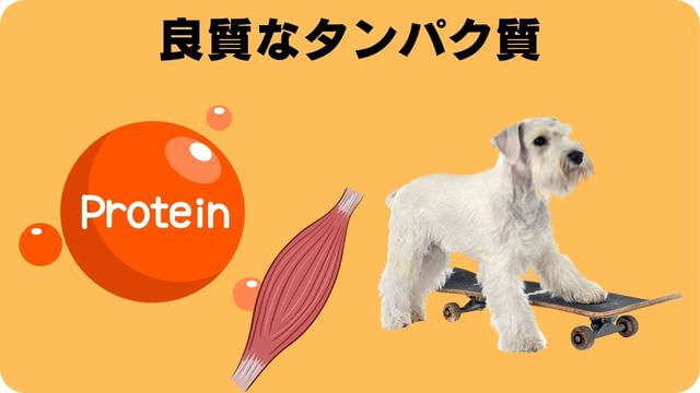 ミニチュアシュナウザー ドッグフード